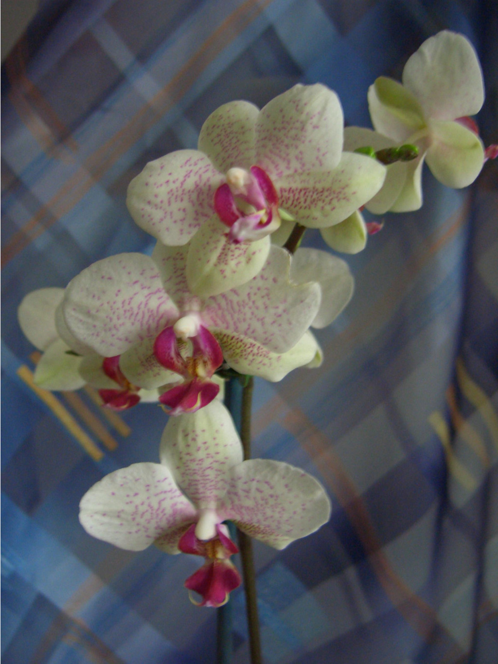     03.2007