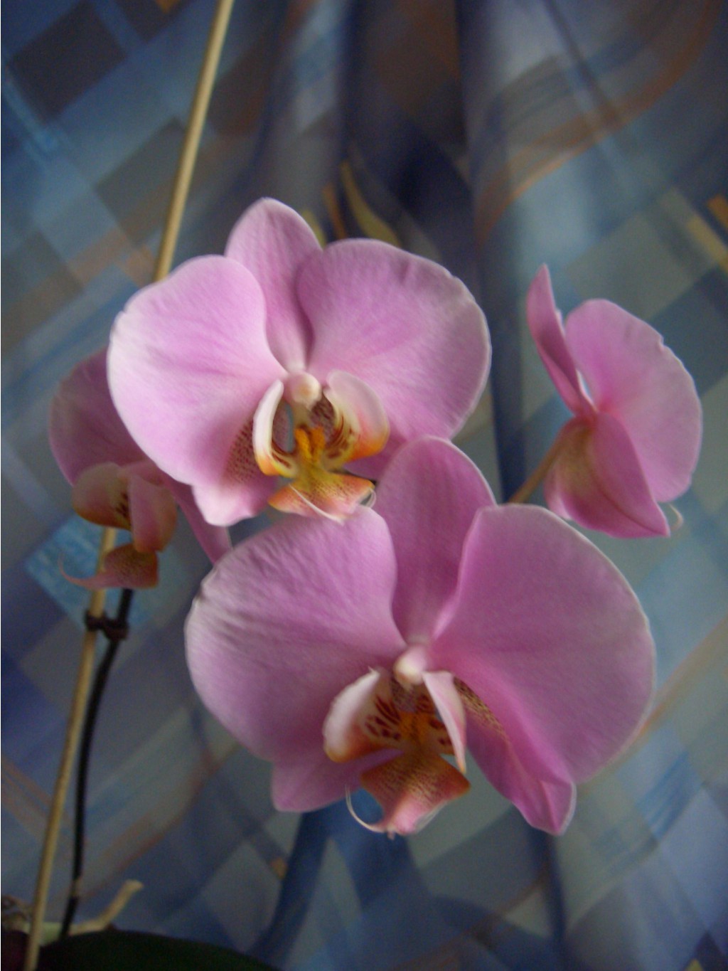     03.2007