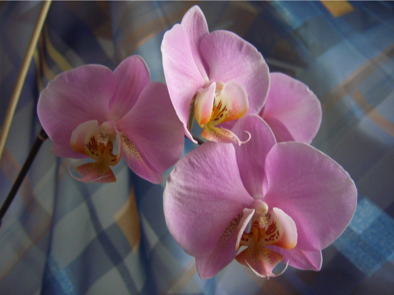     03.2007