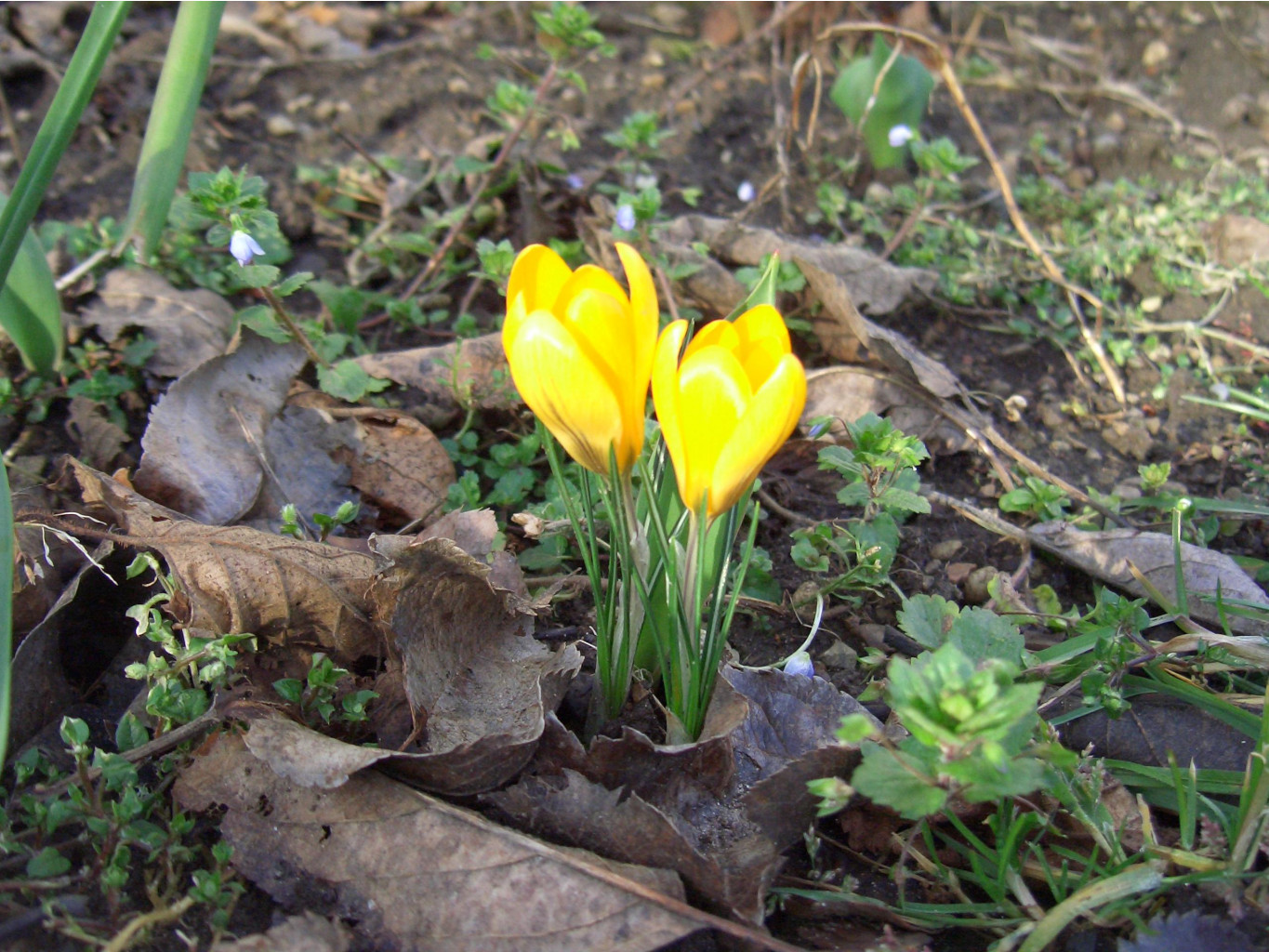    03.2007