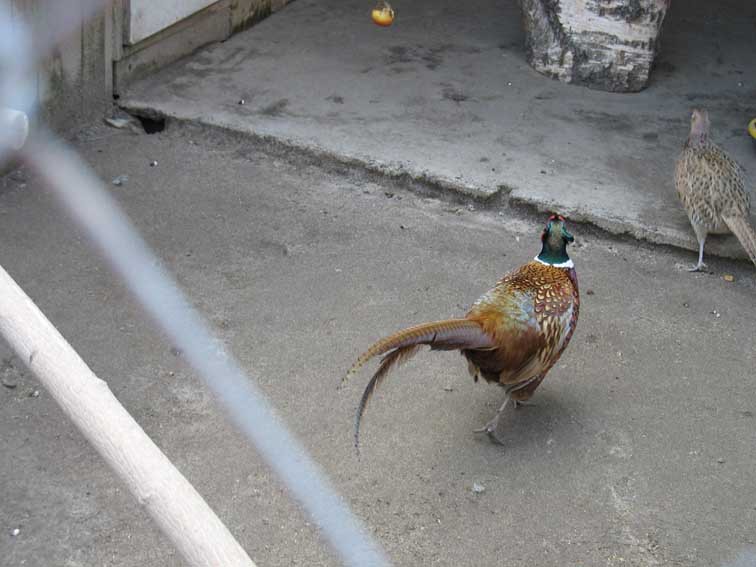 фазан