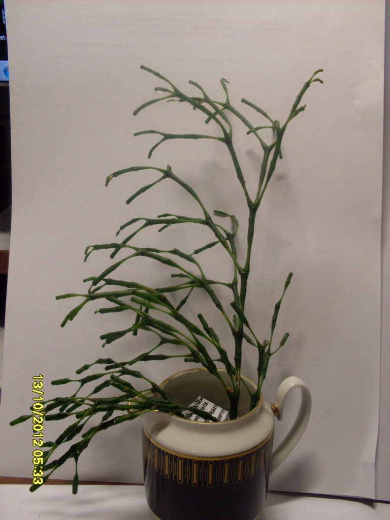 SDC10907.JPG