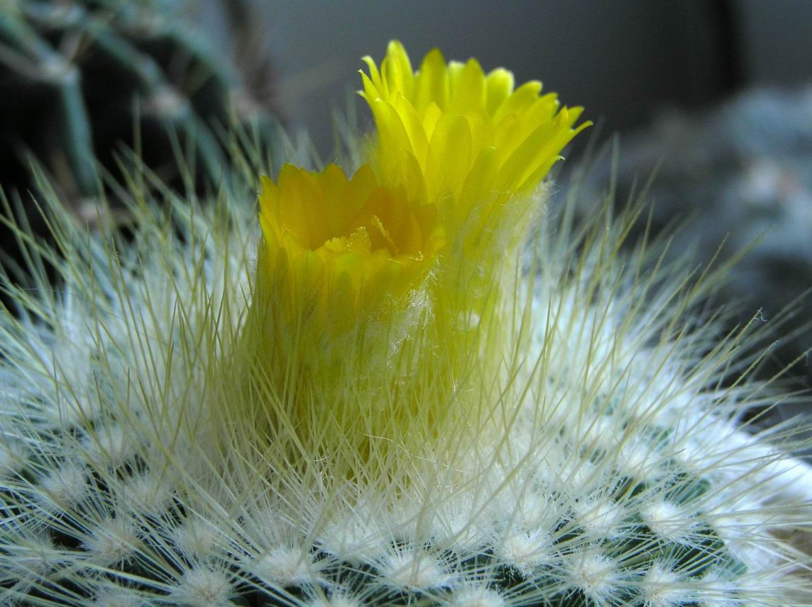 Parodia aff. chrysacanthion 22.03.2012