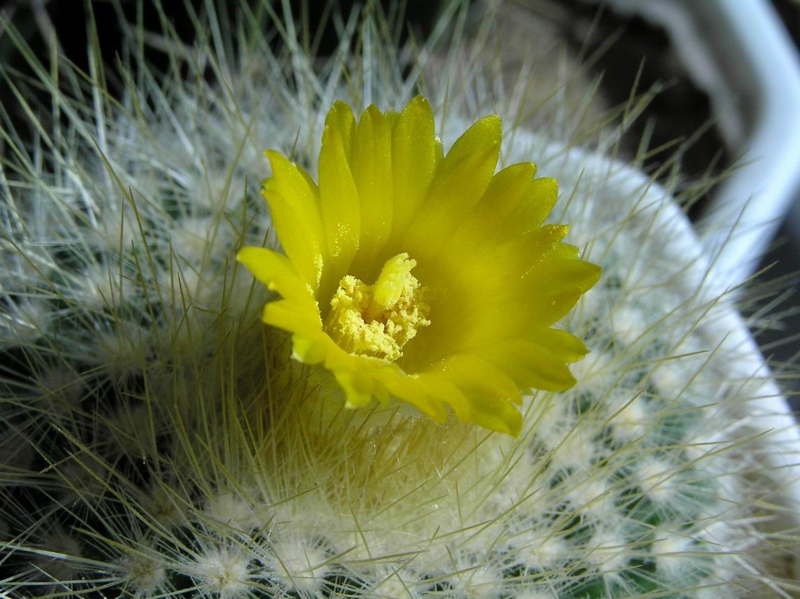 Parodia aff. chrysacanthion 25.03.2012