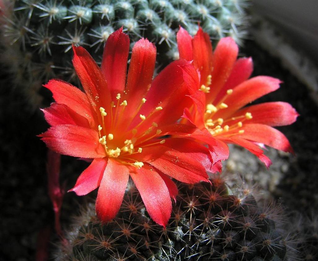 Rebutia aff. minuscula 25.03.2012