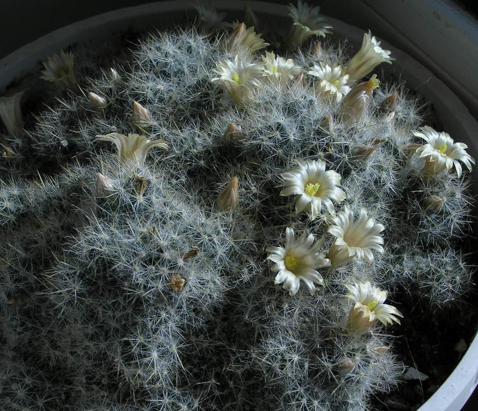 Mammillaria prolifera var. albata 25.03.2012