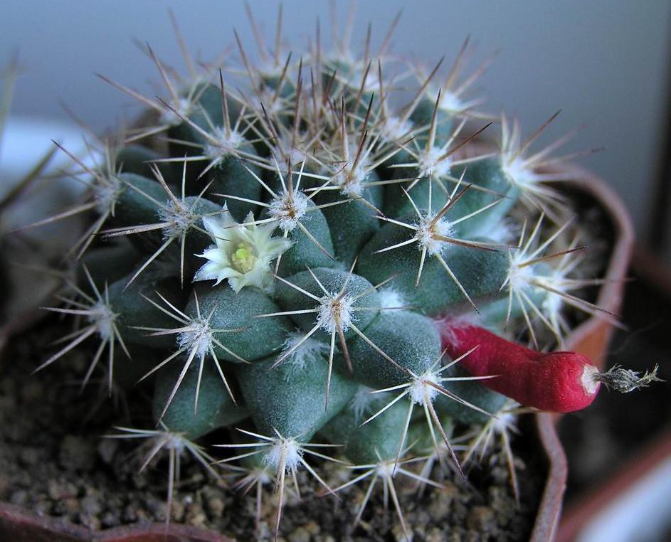 Mammillaria bocensis 01.04.2012