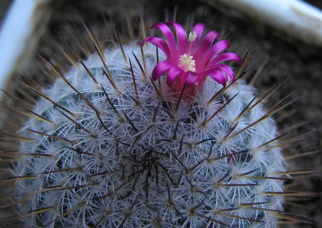 Mammillaria sp. OBI 01.04.2012