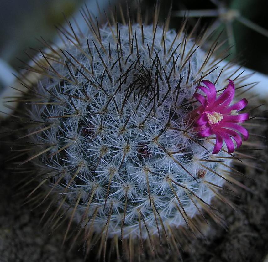 Mammillaria sp. OBI 01.04.2012