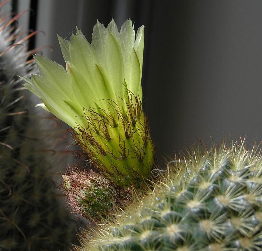 Parodia aff. concinna 20.04.2012 morning