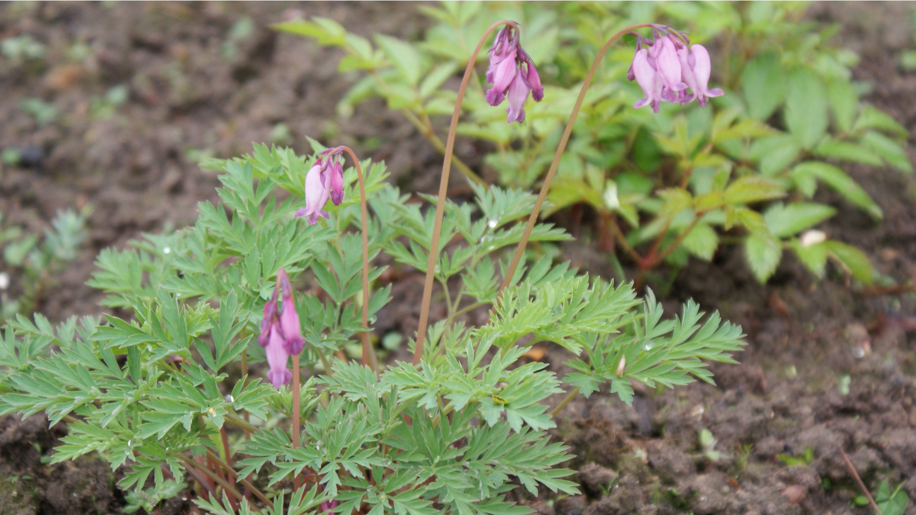 дицентра исключительная