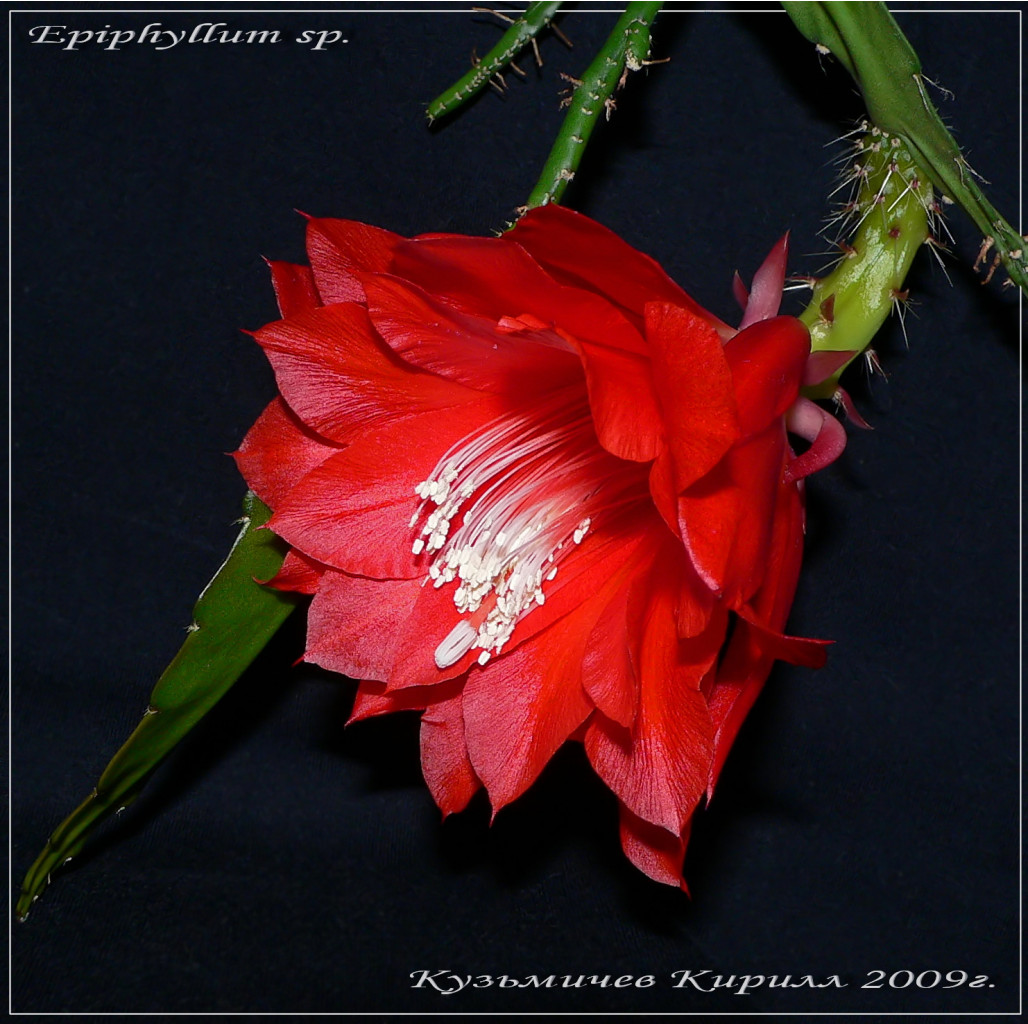 Epiphyllum sp.