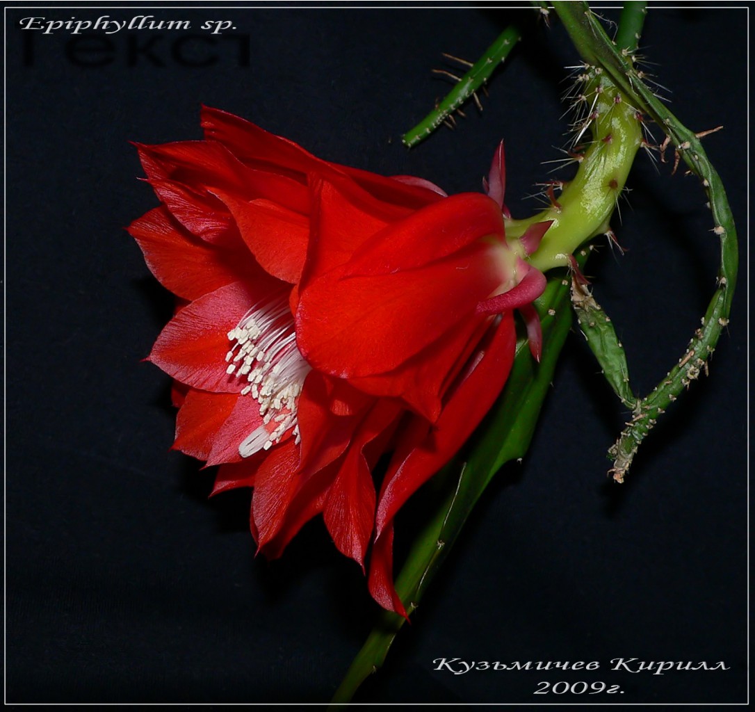 Epiphyllum sp.