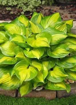  HOSTA LAKESIDE BANANA BAY NEW.