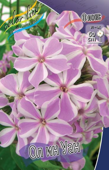 PHLOX ALL IN ONE