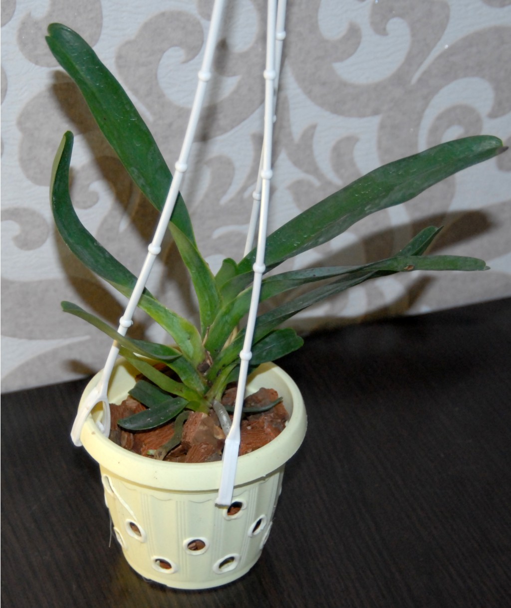 Angraecum sesquipedale2.jpg