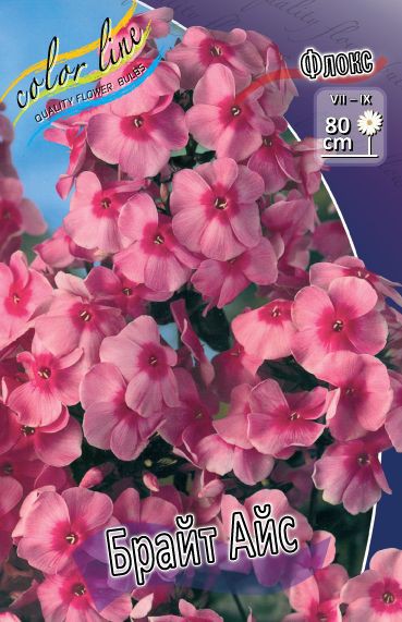 PHLOX BRIGHT EYES_23.jpg