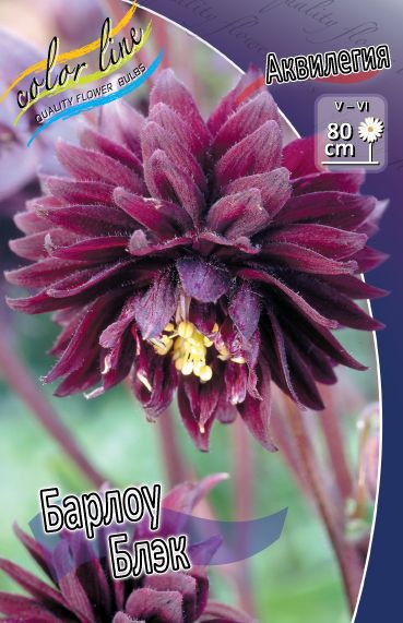  Aquilegia Barlow Black_19.jpg