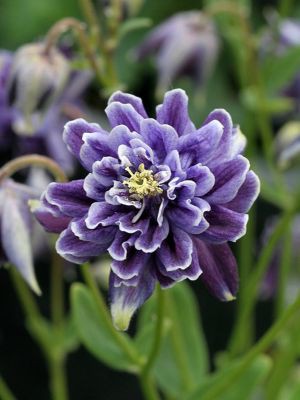  Aquilegia Barlow Christa_19.jpg