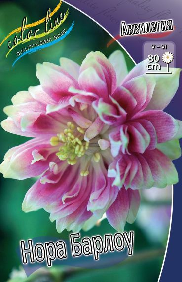  Aquilegia Barlow Nora_19.jpg