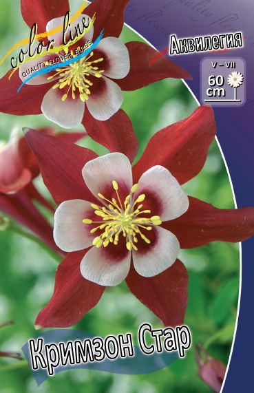  Aquilegia Crimson Star_13.jpg