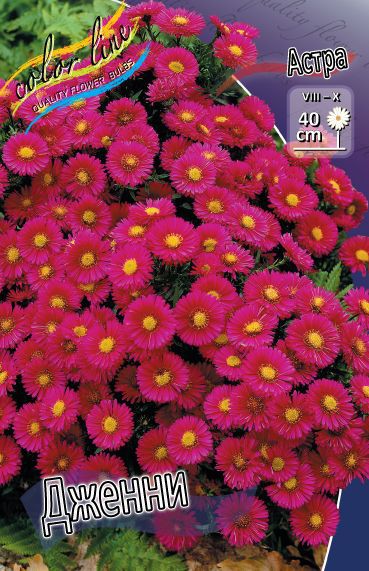  Aster Jenny (dumosus)_33.jpg