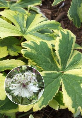  Astrantia Sunningdale Variegated new_78.jpg