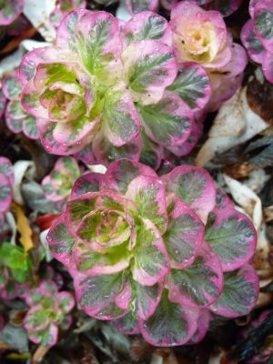  Lysimachia Alexander new_39.jpg