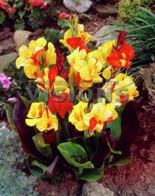  Canna (brown) Cleopatra new_40.jpg