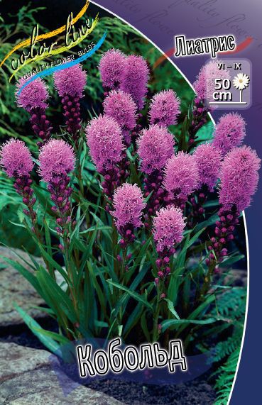  Liatris spicata Kobold_22.jpg