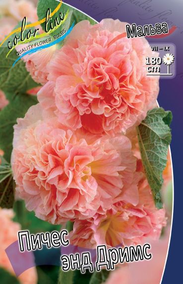  Alcea Peaches And Dreams_57.jpg