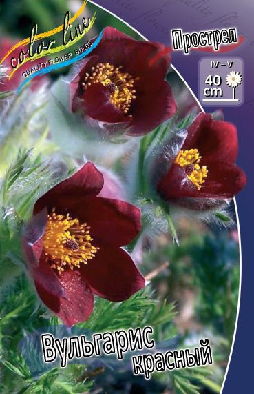  pulsatilla red bells_43.jpg
