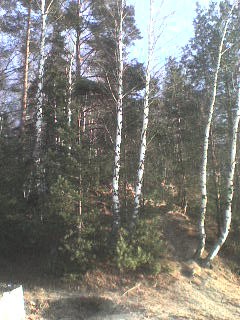лес
