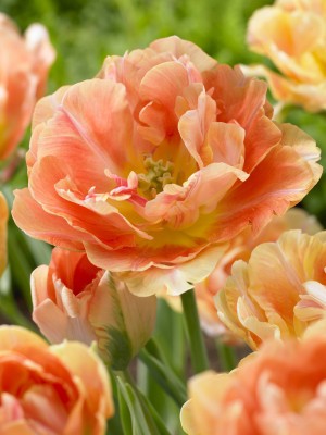 4523611_Tulipa_Charming_Beauty.jpg