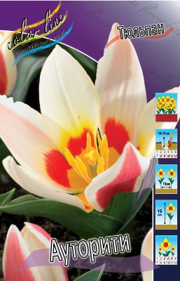 4524304_Tulipa_Authority.jpg