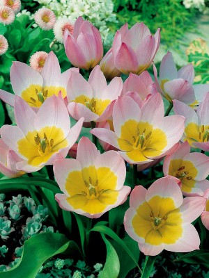 4524342_Tulipa_bakeri_Lilac_Wonder.jpg