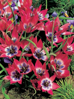 4524347_Tulipa_Little_Beauty.jpg