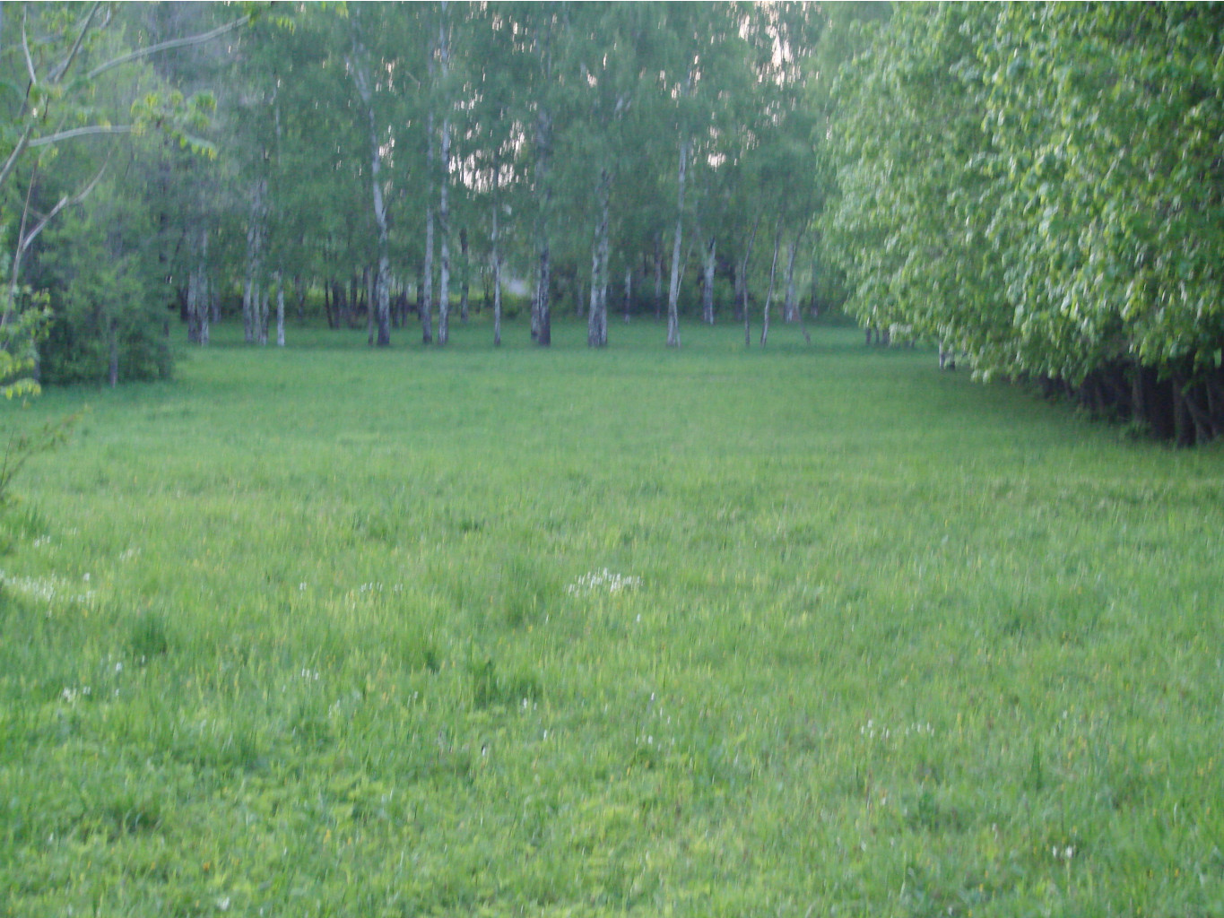 05.06.2009 11:31:55