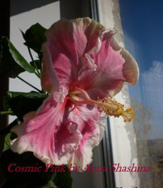 Cosmic Pink