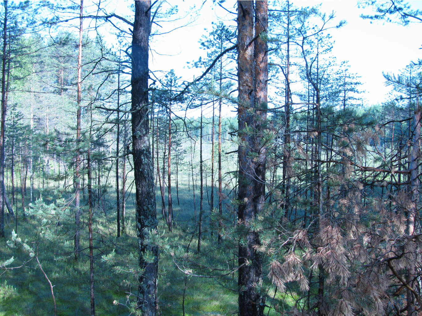 16.06.2009 11:03:36