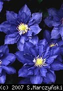 6262362.Clematis_H_F_Young_6-12.jpg