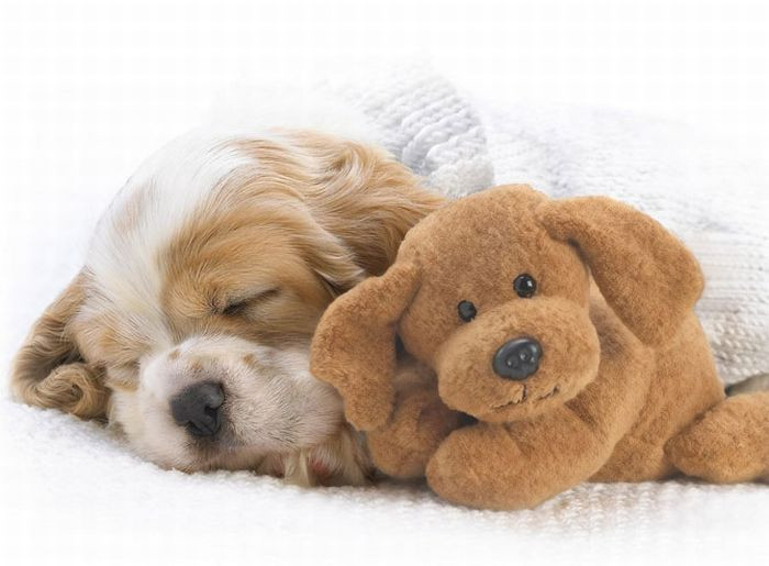funny_sleeping_animals_02.jpg