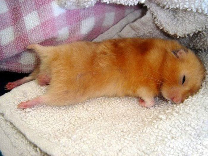 funny_sleeping_animals_04.jpg