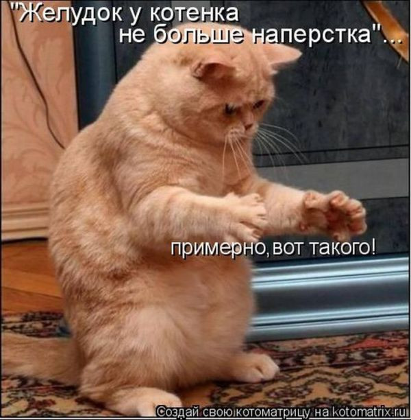 kotomatrix_27.jpg
