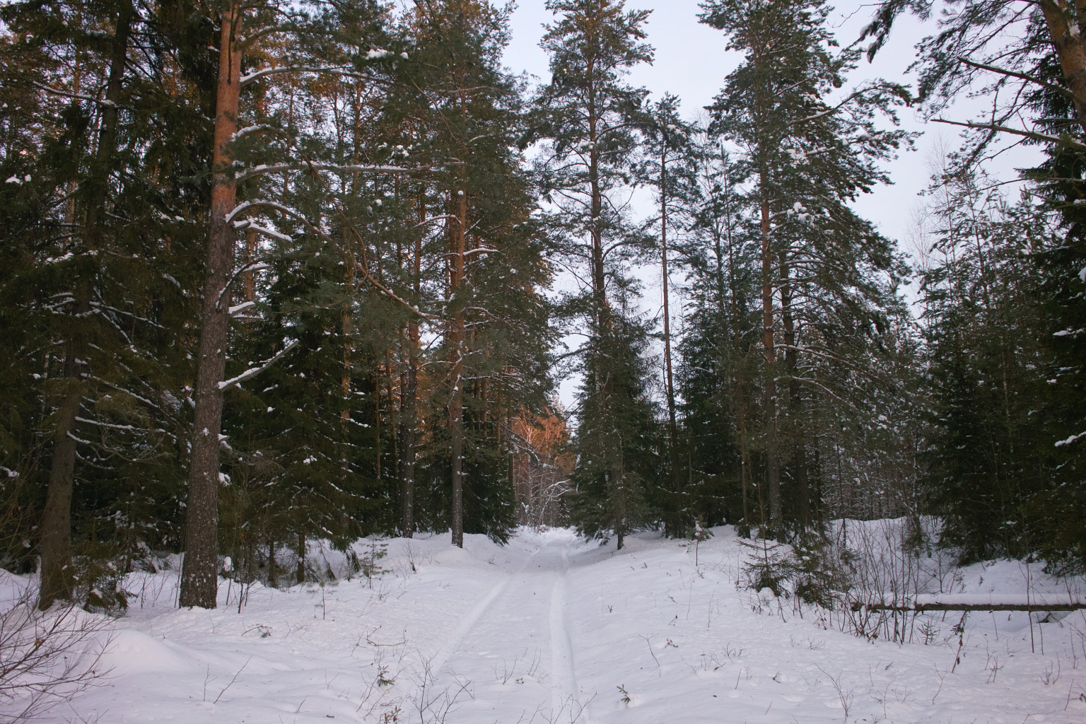 SDIM1605.jpg