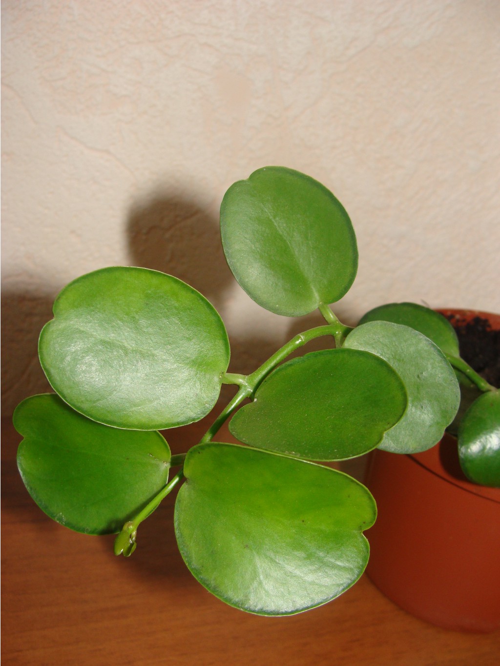 D.sp `Apple Leaf`