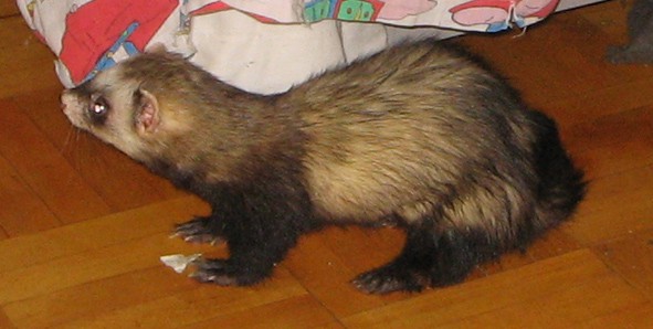 Лёва. Июль 2009
