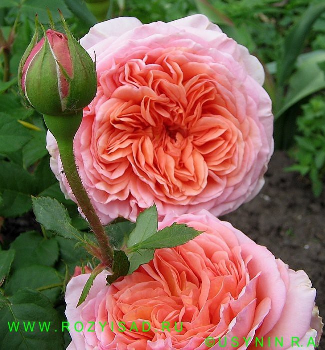 Abraham Darby  ( )