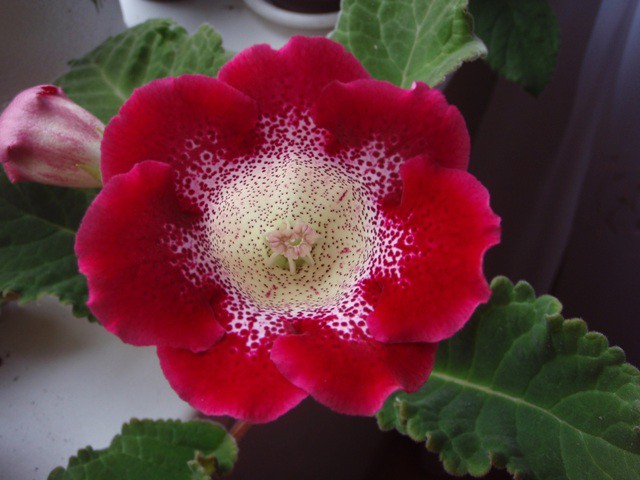 tigrina red