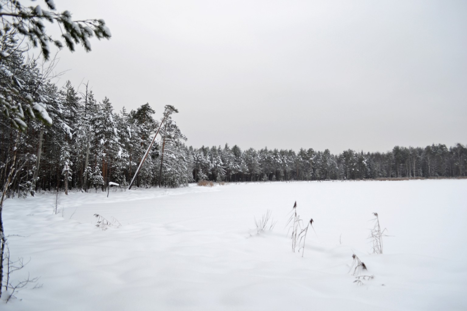 DSC_0096.jpg